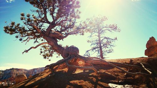 Low angle view of trees against sky