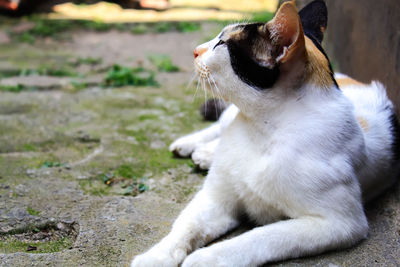 Close-up of a cat looking away