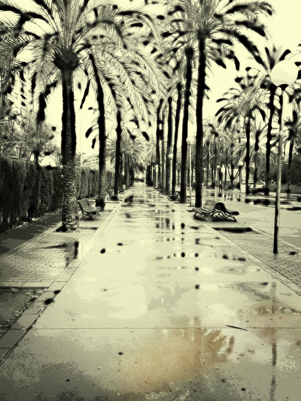 the way forward, tree, diminishing perspective, treelined, transportation, road, street, vanishing point, wet, palm tree, footpath, nature, outdoors, incidental people, car, growth, weather, empty, day, no people