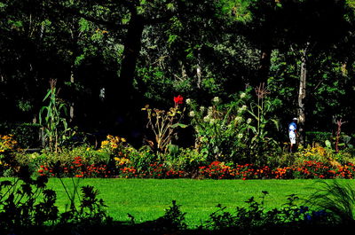 Trees growing on grassy field in park