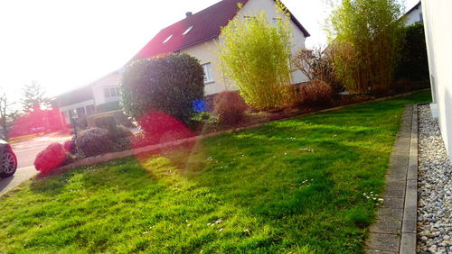 Houses and plants in garden