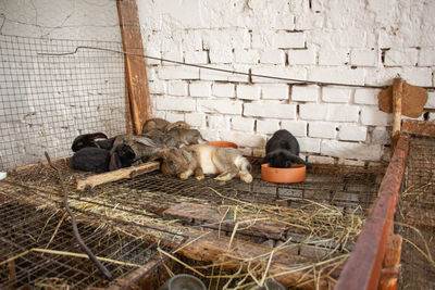 View of an animal sleeping in cage