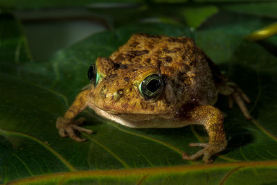 Close-up of a frog