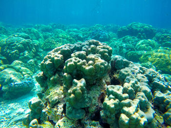 Close-up of coral in sea