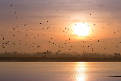 Silhouette birds flying over river during sunset