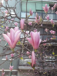 Close-up of pink magnolia on plant