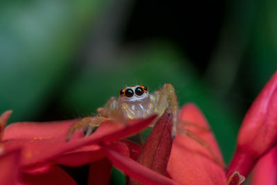 Close-up of a ladybug on leaf