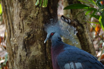 Close-up of pigeon perching on tree trunk