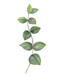 Close-up of leaves against white background