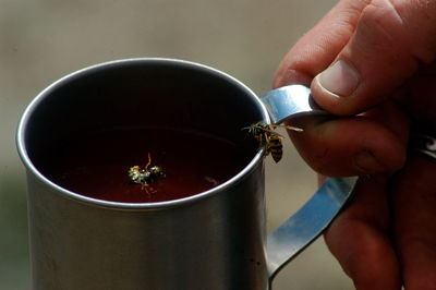 Holding a full metal cup with wasps on it and in it