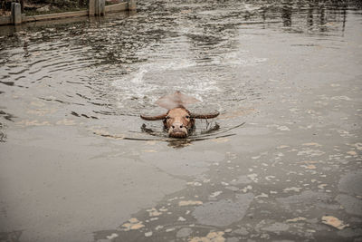 High angle view of dog swimming in mud