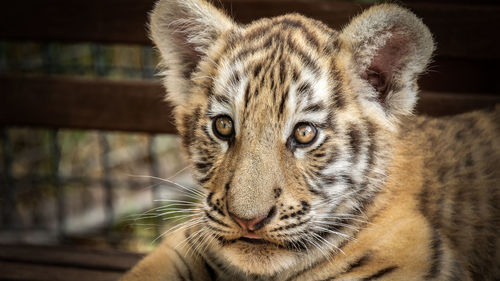 Close-up tiger cub