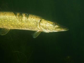 Close-up of fish swimming in sea