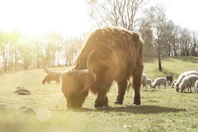 Horses grazing in a field