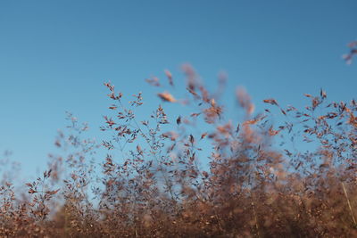 Plants against clear blue sky