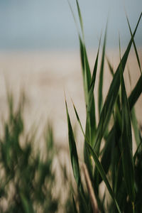 Close-up of crops growing on field against sky