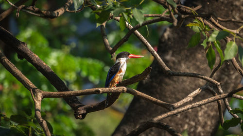 Bird perching on branch