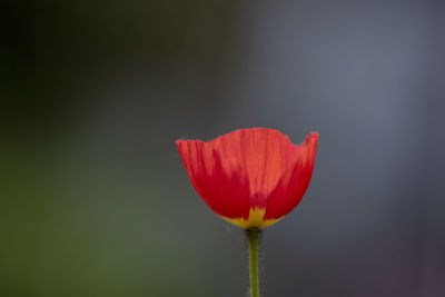 Close-up of red poppy flower