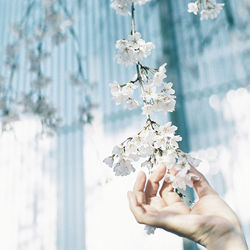 Close-up of hand holding cherry blossom