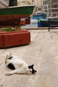 Cat sleeping in boat