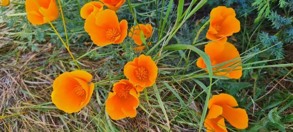 High angle view of orange crocus flowers on field