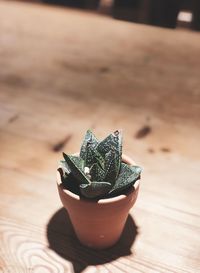 Close-up of succulent plant on table