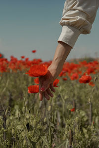 Close-up of hand holding red poppy 