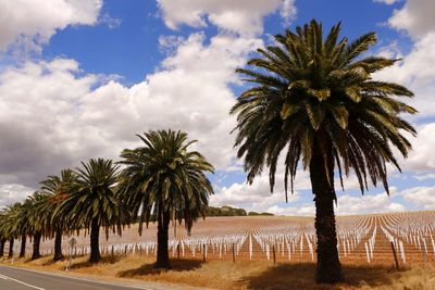 Palm trees on field against sky