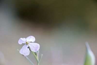 Close-up of white flowering plant