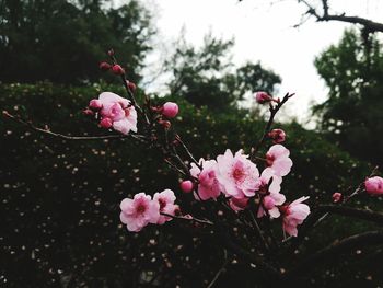 Close-up of pink flowers on tree