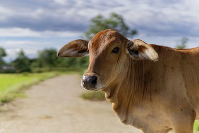 Close-up of a cow