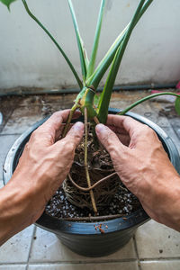 Cropped hand of man holding potted plant