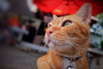 Close-up of cat