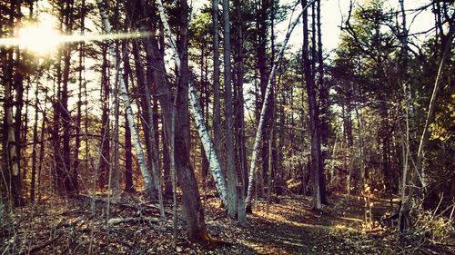 Trees in forest against sky