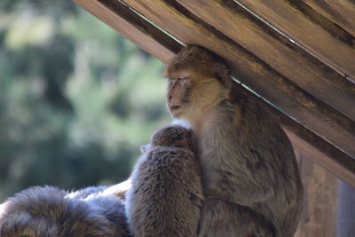 Close-up of monkey sitting outdoors