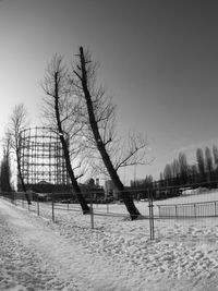 Bare trees against clear sky