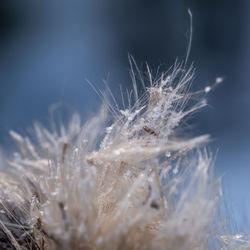 Close-up of dandelion on plant during winter