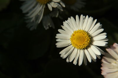 Close-up of white daisy blooming outdoors