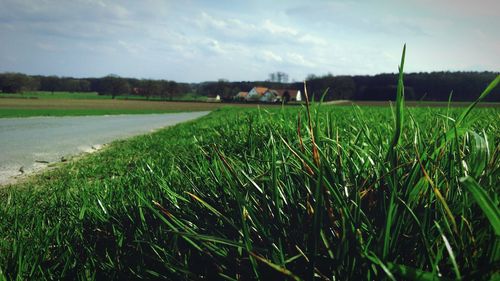 Crops growing on field against sky