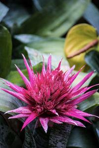 Close-up of pink flower