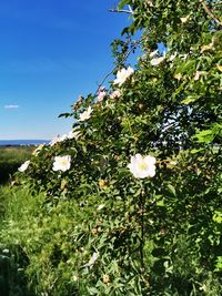 White flowering plant against sky