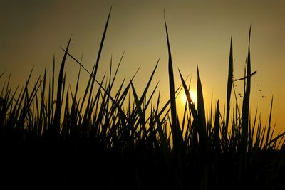 Close-up of stalks against sky during sunset