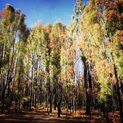 Low angle view of trees against sky