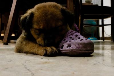 Close-up of puppy sleeping on floor at home