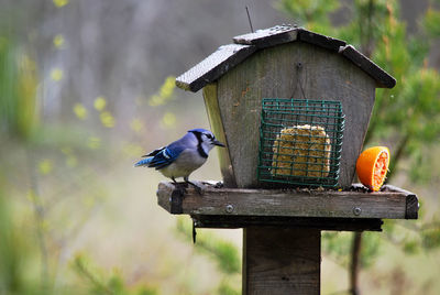 Bird perching on wooden post