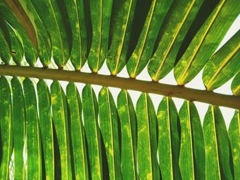 Low angle view of coconut leaves