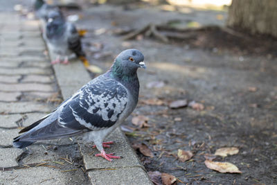 Close-up of pigeon perching on wood