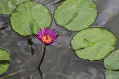 Close-up of lotus water lily in pond