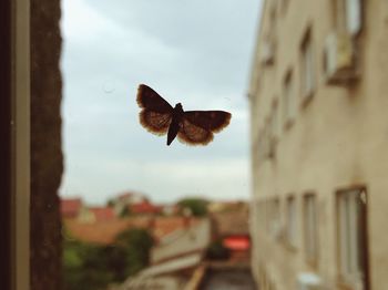 Close-up of insect on wall against sky