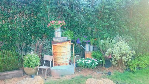 Potted plants in yard